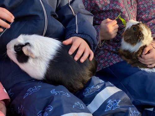Unsere Meerschweinchen Unsere Meerschweinchen
