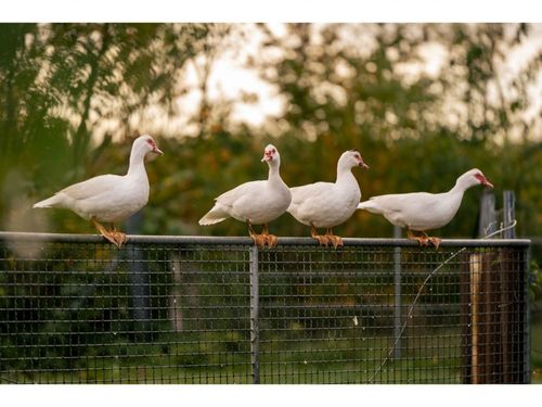 Unsere Tiere Unsere Tiere