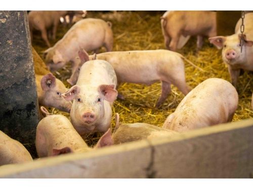 Unsere Schweine Unsere Schweine