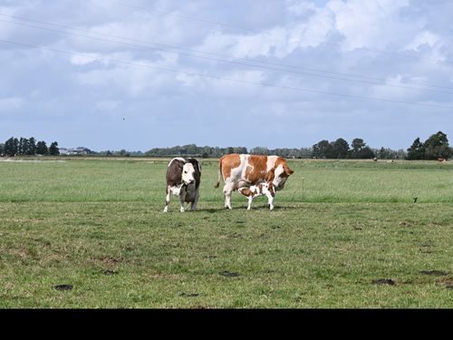 Kuh mit Kalb Kuh mit Kalb