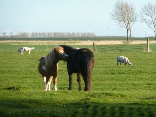 Die Ponys Tom und Fritzi