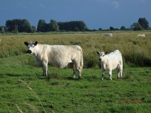 White Galloways