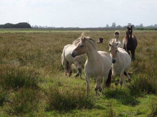 Jungpferde