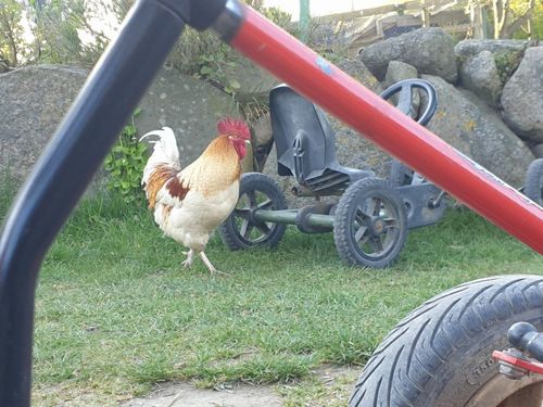 Hahn im Freilauf