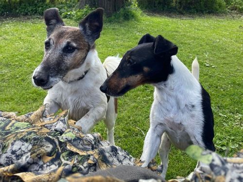 Bosse und Nellie