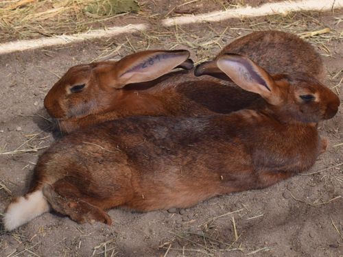 Unsere Hasen