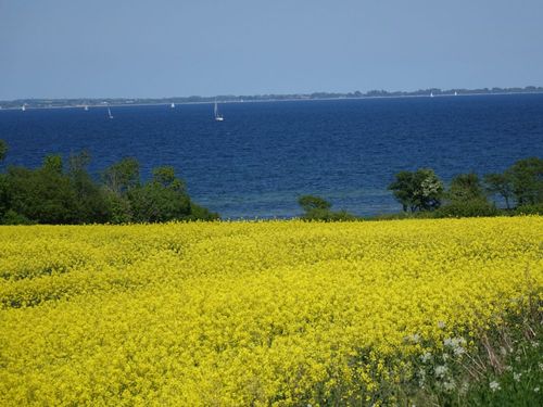 Rapsfeld mit der Ostsee - Flensburger Förde im Hintergrund