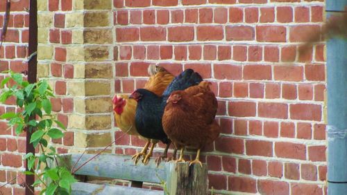 Ferienhof Moos - Tiere Ferienhof Moos - Tiere
