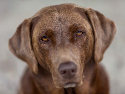 22_07_09_edda_hund_nonsfeld_12 22_07_09_edda_hund_nonsfeld_12