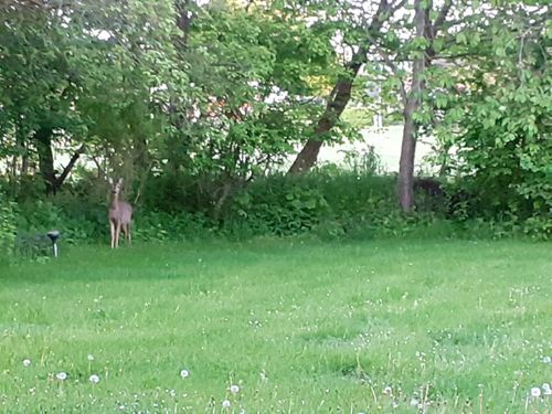 Rehe im Garten früh morgens Rehe im Garten früh morgens