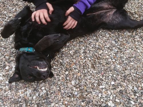 Unsere Hofhündin Bella liebt Streicheleinheiten Unsere Hofhündin Bella liebt Streicheleinheiten