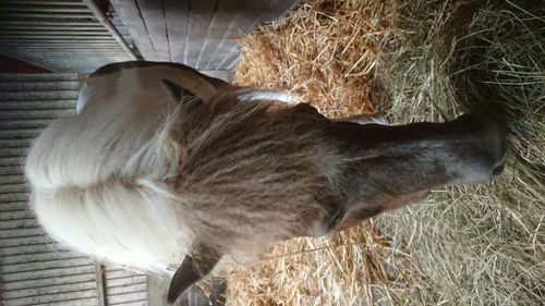 Unsere Hanni - Shetty Stute Unsere Hanni - Shetty Stute
