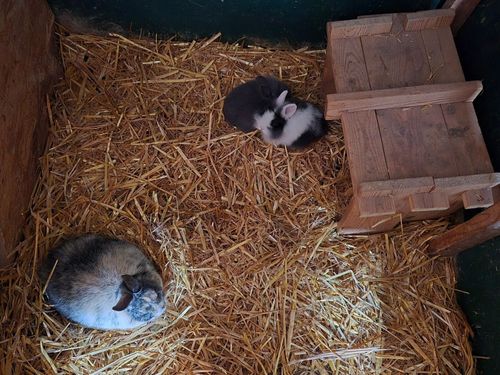 die neuen Kaninchen sind da--- Lina und Lulu die neuen Kaninchen sind da--- Lina und Lulu