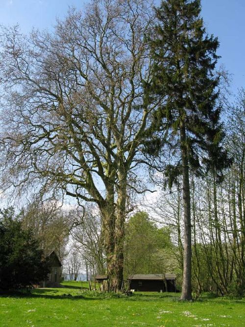 hof-4 hof-4