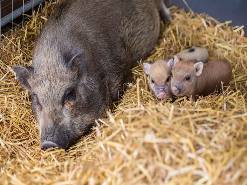 Schweine Schweine