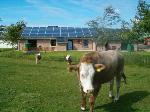 Ferienhaus mit Kuh Ferienhaus mit Kuh