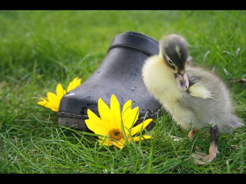 Ente Ente