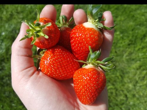 Erdbeeren Erdbeeren