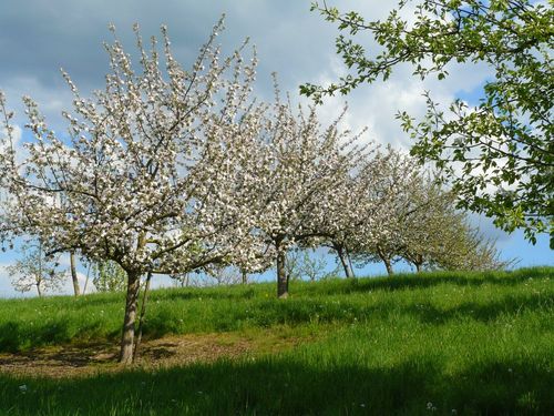 Apfelblüte im Frühjahr. Apfelblüte im Frühjahr.