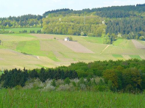Wiesen, Wald und Weinberge. Wiesen, Wald und Weinberge.