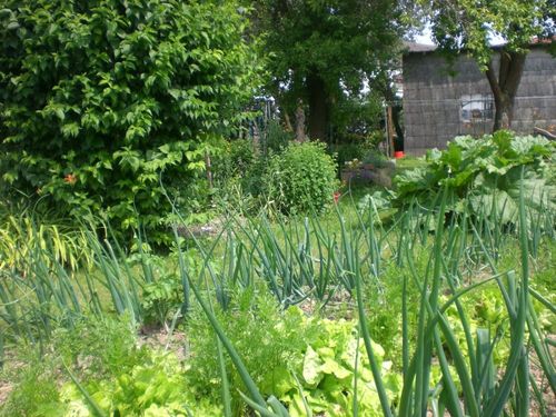 Gemüsegarten Gemüsegarten