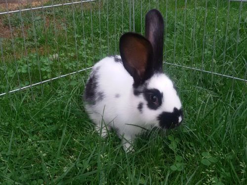 Hase Max Hase Max