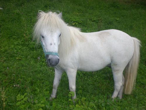 Pony Figero Pony Figero
