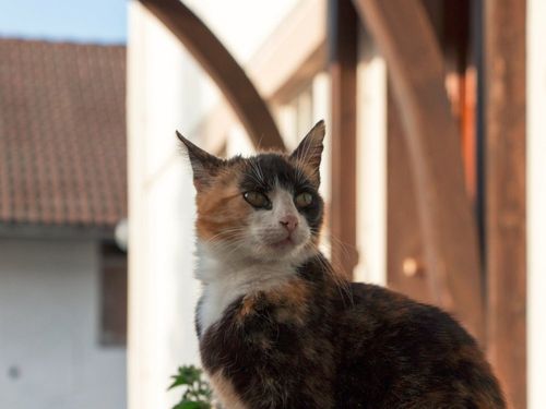 Katze auf dem Hof Katze auf dem Hof