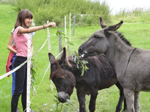 Unsere Esel Franz und Ida Unsere Esel Franz und Ida