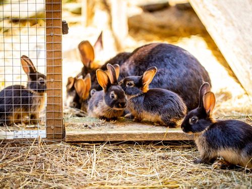 Streicheltiere zum Füttern Streicheltiere zum Füttern