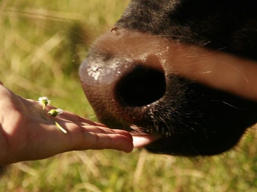 Tierliebe