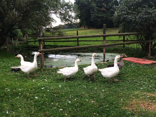 Unsere Gänse