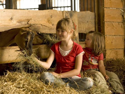 Kinder füttern im Stall die Ziegen Kinder füttern im Stall die Ziegen