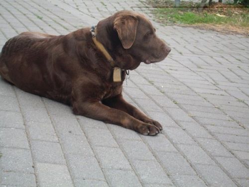 Unser Hofhund Finja Unser Hofhund Finja