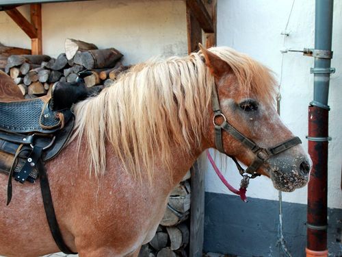 Ponyreiten