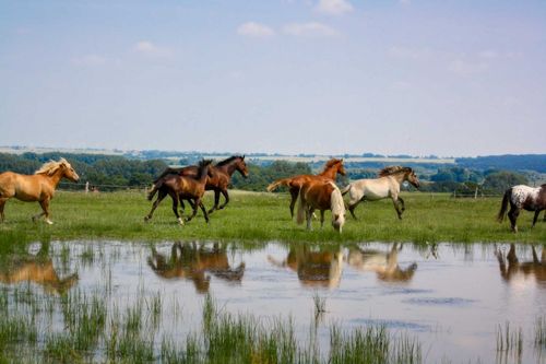 Wasserkoppel Wasserkoppel
