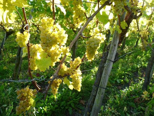 Trauben im Weingut Kreuz-Bauer an der Mosel Trauben im Weingut Kreuz-Bauer an der Mosel