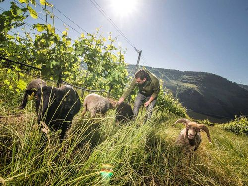 Weinbergschafe vom Weingut Kreuz-Bauer Weinbergschafe vom Weingut Kreuz-Bauer