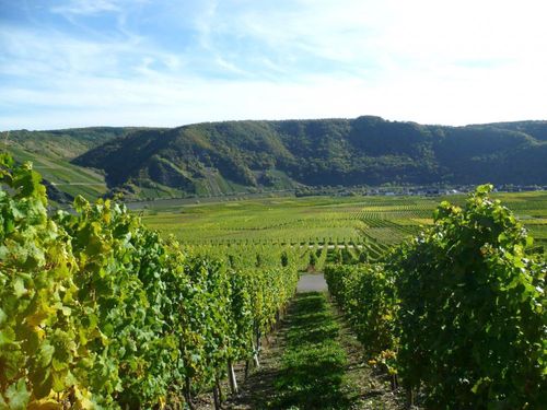 Weinberge an der Mosel Weinberge an der Mosel