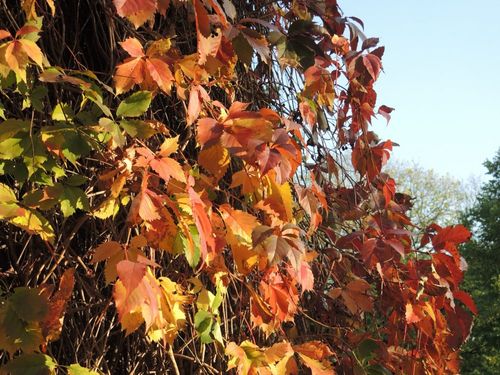 Indian Summer auf der Sonneninsel Indian Summer auf der Sonneninsel