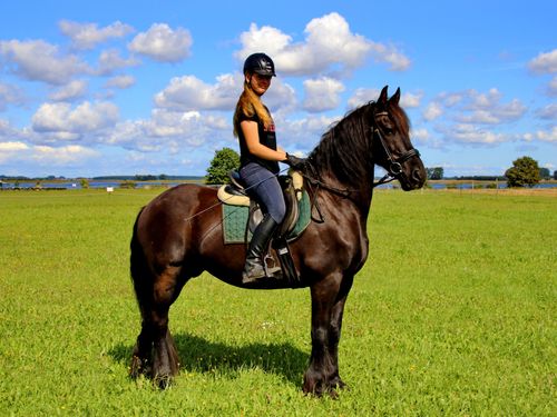 Reiten - Friese Reiten - Friese