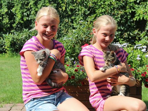 Kinder mit Katzen Kinder mit Katzen