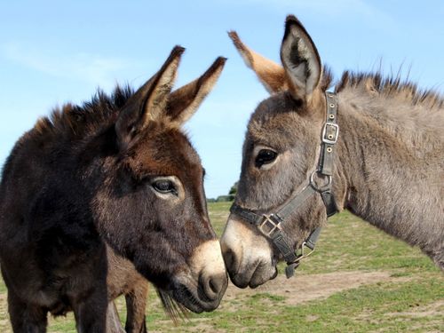 Unsere Esel-Lilly und Fee Unsere Esel-Lilly und Fee