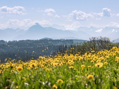Löwenzahn_Ausblick_034