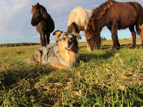 urlaub-mit-hund-am-reiterhof urlaub-mit-hund-am-reiterhof