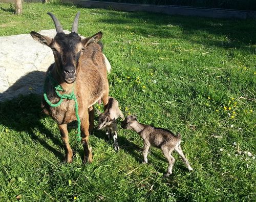 ziegenbabies1 ziegenbabies1