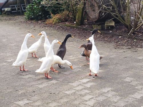Unsere Indische Laufendenten