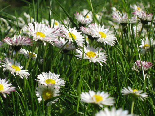 Frühling bei uns Frühling bei uns