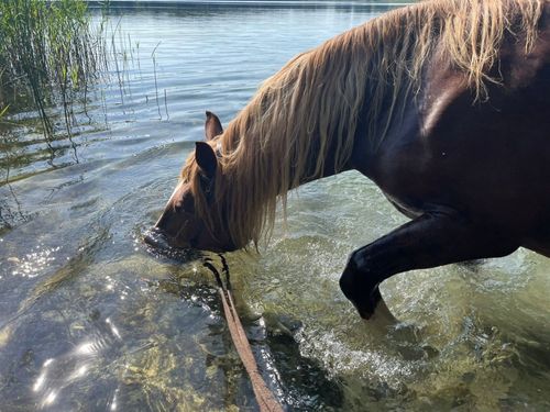 Ausritt zum See