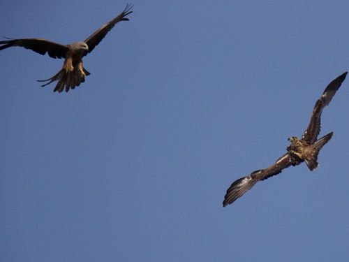 ries5 Vogelschutzgebiet ries5 Vogelschutzgebiet